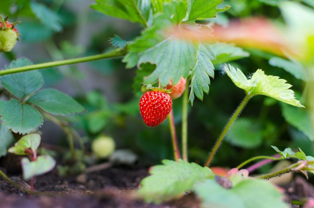 a baby strawberry growing